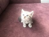 Scottish Straight Ve British Shorthair Minikler Yeni Ailelerini Arıyor