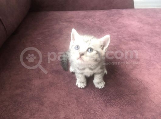 Scottish Straight Ve British Shorthair Minikler Yeni Ailelerini Arıyor görsel