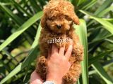 Irk Garantili Red Toy Poodle Erkek Yavrumuz