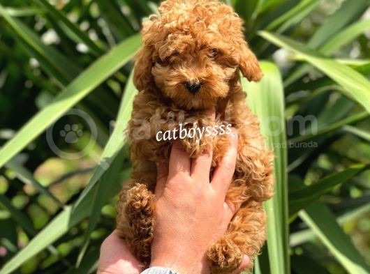 Irk Garantili Red Toy Poodle Erkek Yavrumuz görsel