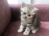 Scottish Straight Ve British Shorthair Minikler Yeni Ailelerini Arıyor