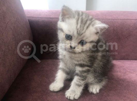 Scottish Straight Ve British Shorthair Minikler Yeni Ailelerini Arıyor görsel