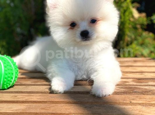 Orj. Teddy Bear Pomeranian Bebeklerimiz görsel