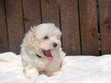 Maltese Terrier Yavruları Saflan Irk Ve Sağlık Garantili