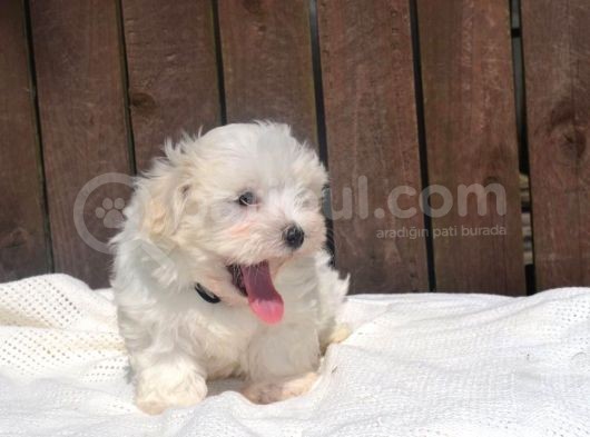 Maltese Terrier Yavruları Saflan Irk Ve Sağlık Garantili görsel