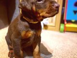 Doberman Yavruları Safkan Irk Ve Sağlık Garantili