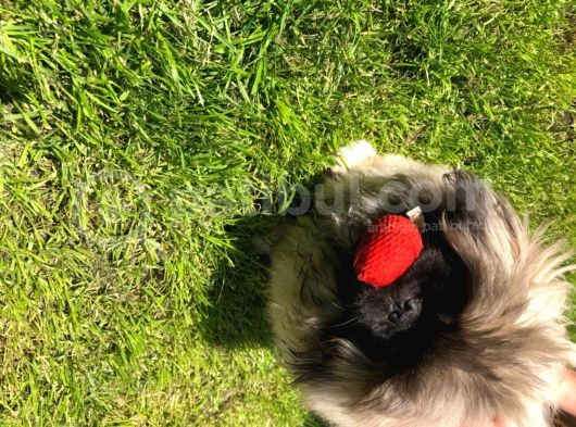 Pekinez Yavruları Safkan Irk Ve Sağlık Garantili görsel