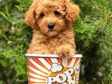 Safkan A Kalite Toy Poodle Yavrularımız