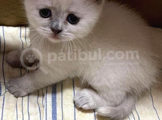 Dişi Lilac Ve Blue Point 2 Aylık Yavrular görsel