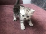 Scottish Straight Ve British Shorthair Minikler Yeni Ailelerini Arıyor