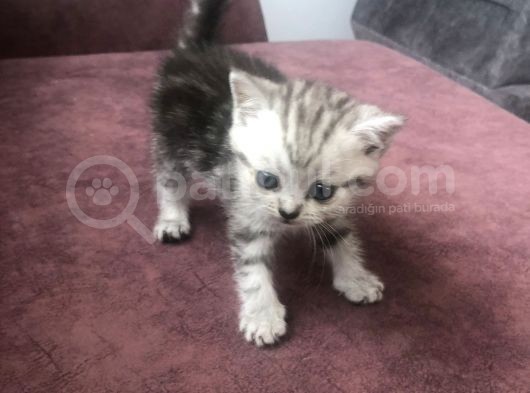 Scottish Straight Ve British Shorthair Minikler Yeni Ailelerini Arıyor görsel