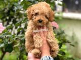 Irk Garantili Apricot Toy Poodle Yavrumuz