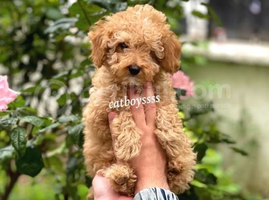 Irk Garantili Apricot Toy Poodle Yavrumuz