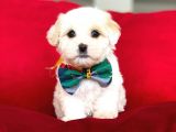 Anne Altından Maltese Terrier