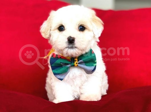 Anne Altından Maltese Terrier görsel