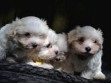 Maltese Terrier Yavruları Saflan Irk Ve Sağlık Garantili