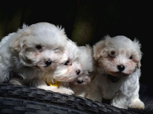 Maltese Terrier Yavruları Saflan Irk Ve Sağlık Garantili görsel