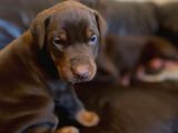 Doberman Yavruları Safkan Irk Ve Sağlık Garantili
