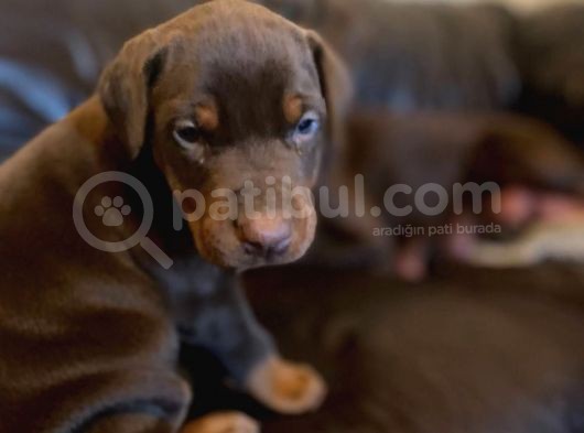 Doberman Yavruları Safkan Irk Ve Sağlık Garantili görsel