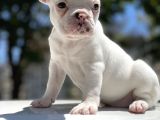 Sağlık Garantili French Bulldog Yavrular