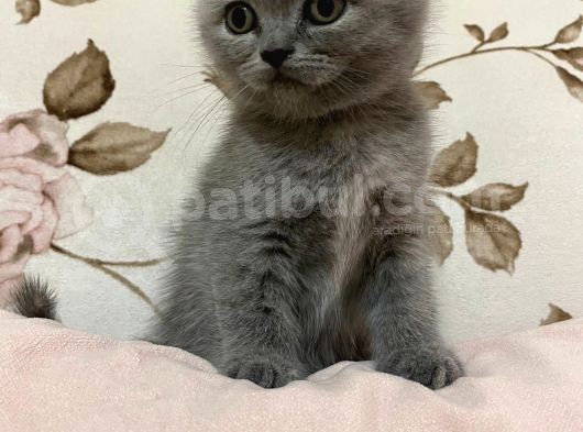 Dişi Lilac Ve Blue Point 2 Aylık Yavrular görsel