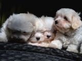 Maltese Terrier Yavruları Saflan Irk Ve Sağlık Garantili