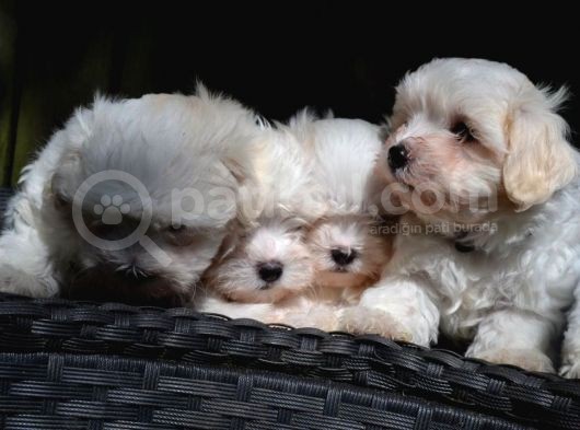 Maltese Terrier Yavruları Saflan Irk Ve Sağlık Garantili görsel