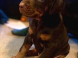 Doberman Yavruları Safkan Irk Ve Sağlık Garantili