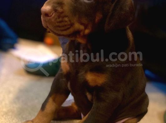 Doberman Yavruları Safkan Irk Ve Sağlık Garantili görsel