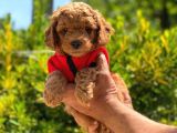 Toy Poodle