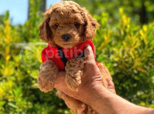 Toy Poodle