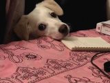 Yavru Terrier