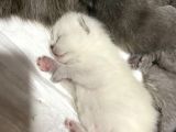 Dişi Lilac Ve Blue Point 2 Aylık Yavrular
