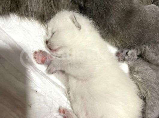 Dişi Lilac Ve Blue Point 2 Aylık Yavrular görsel