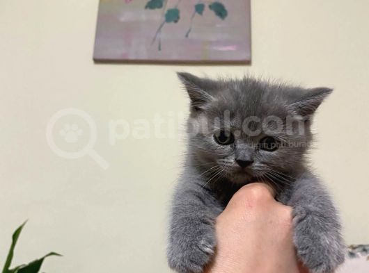 Dişi Lilac Ve Blue Point 2 Aylık Yavrular görsel