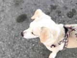 Yavru Terrier