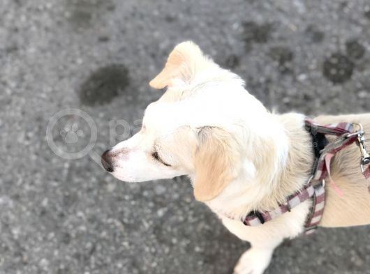 Yavru Terrier