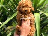 Irk Garantili Red Toy Poodle Erkek Yavrumuz