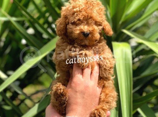 Irk Garantili Red Toy Poodle Erkek Yavrumuz