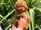 Irk Garantili Red Toy Poodle Erkek Yavrumuz