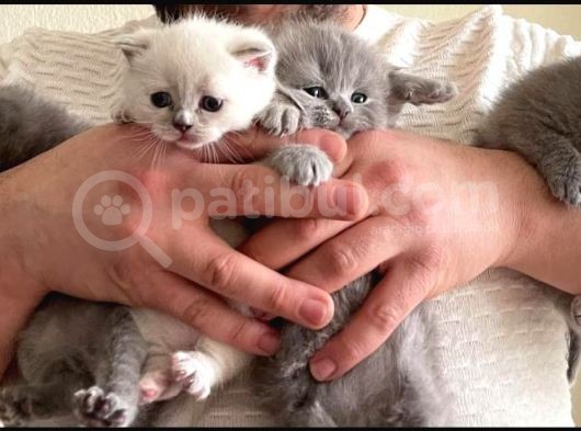 Dişi Lilac Ve Blue Point 2 Aylık Yavrular