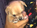 34 Günlük Erkek Chihuahua Yavrusu