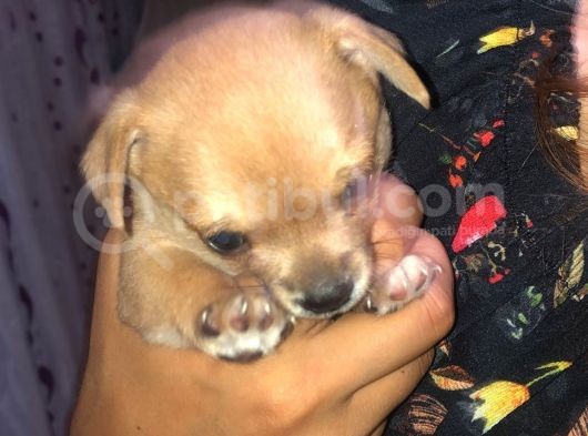 34 Günlük Erkek Chihuahua Yavrusu görsel