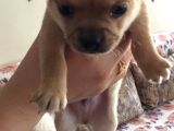 34 Günlük Erkek Chihuahua Yavrusu