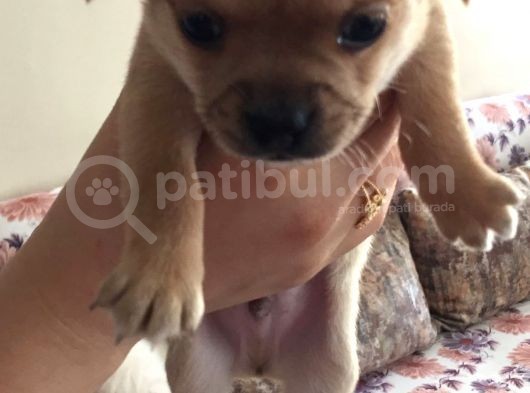 34 Günlük Erkek Chihuahua Yavrusu görsel