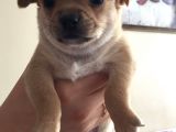 34 Günlük Erkek Chihuahua Yavrusu