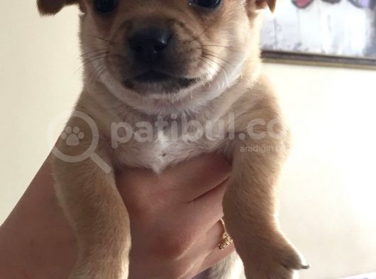 34 Günlük Erkek Chihuahua Yavrusu