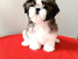 Irk Ve Sağlık Garantili Shih Tzu Yavrularımız