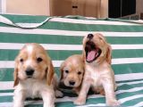 Cocker Koca Kulaklı Bebekler