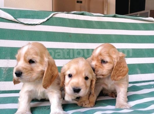 Cocker Koca Kulaklı Bebekler görsel